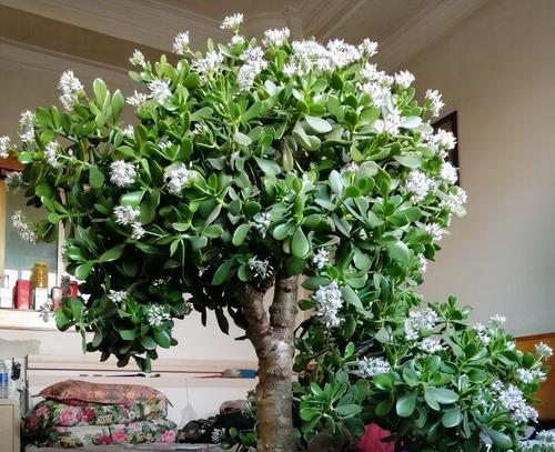 玉树应该放在室内还是室外？如何决定最佳位置？