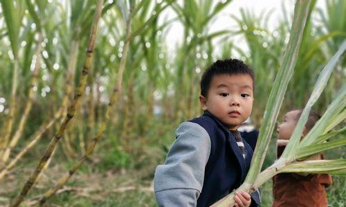甘蔗（以甘蔗为主题的寓意探索）