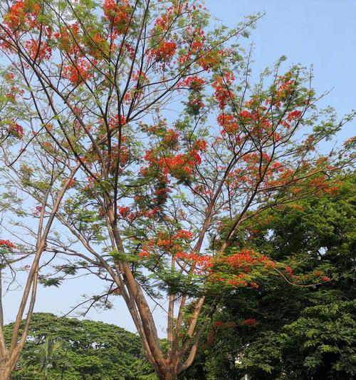 凤凰树（重生与希望）