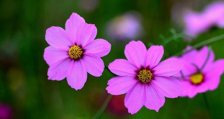 的市花格桑花的象征寓意（格桑花的美丽与深远意义）