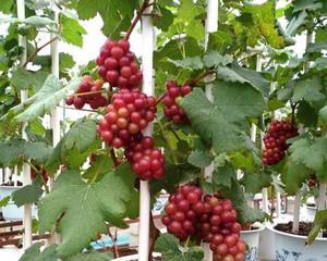 葡萄的象征意义及文化价值(葡萄)