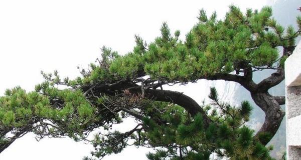 青松代表的人品与气质（深入解读青松的人格特质）