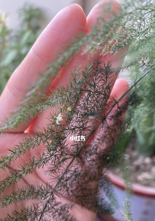文竹开花的寓意——生命的延续（探寻文竹开花的奥秘）