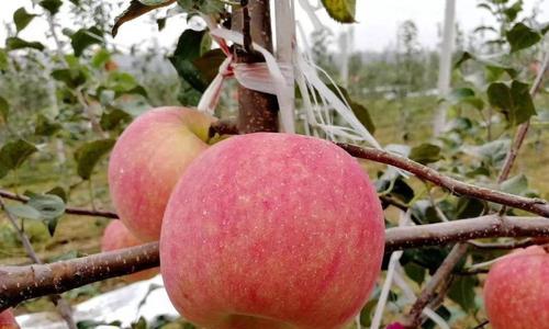 矮化苹果树几年结果实？如何正确管理矮化苹果树以促进早结果？