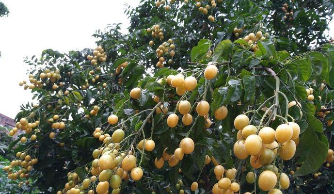 黄皮果哪种品种最美味？如何挑选最佳品种？