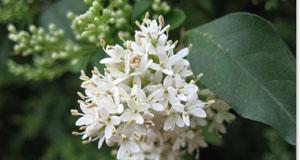 女贞花的花语（揭秘女贞花的世界）