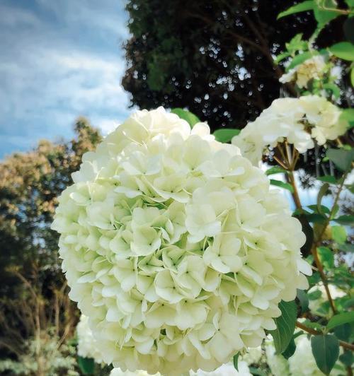 绣球花的花语——花开富贵，花谢哀愁（绣球花传递的情感和寓意）