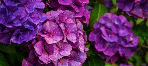 绣球花的花语——花开富贵，花谢哀愁（绣球花传递的情感和寓意）