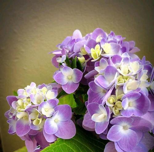 绣球花的花语——花开富贵，花谢哀愁（绣球花传递的情感和寓意）