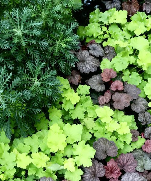 矾根属于一年生植物还是多年生植物？常见问题解答