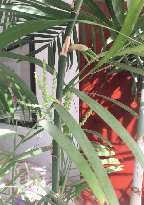 竹子绽放的奇迹(探秘竹子开花的原因及其寓意) 竹子绽放的奇迹(探秘竹子开花的原因及其寓意)
