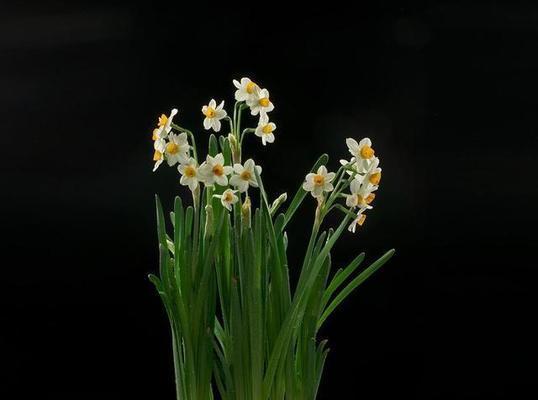 水仙花的含义与象征（解读水仙花的深层寓意）