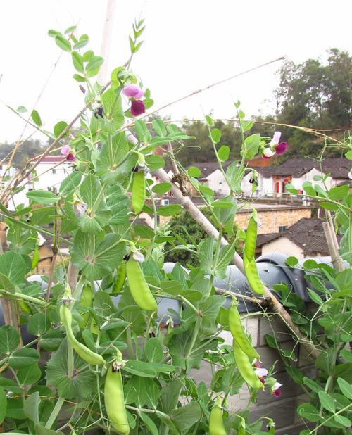 荷兰豆原产地在哪里？荷兰豆的起源和种植历史是什么？