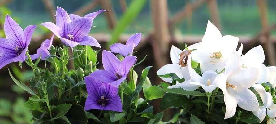 桔梗花语的深刻含义（探寻桔梗花语的背后秘密）