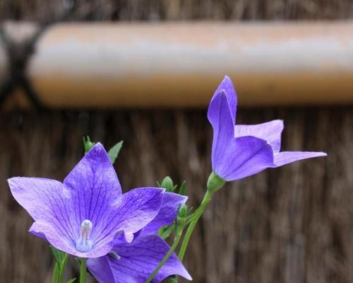 桔梗花语的深刻含义（探寻桔梗花语的背后秘密）