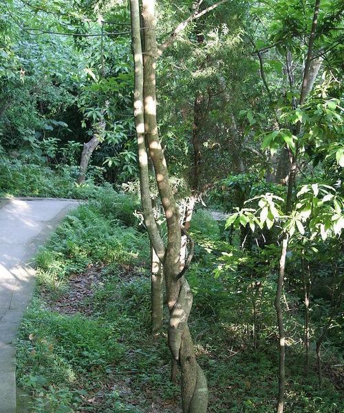 连理枝是什么树属于什么植物?连理枝的植物学特征有哪些?_花植网