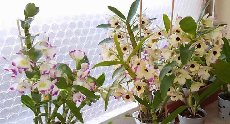 石斛兰好养吗？养殖方法和养护要点是什么？