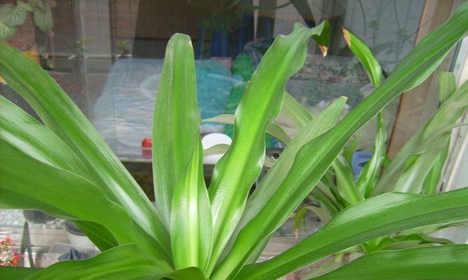 文殊兰有毒性吗？室内养护需要注意什么？