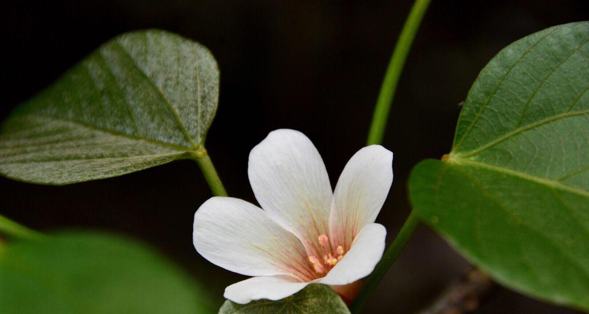 油桐花语（揭示初恋的美好与纯真）