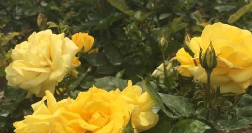 黄玫瑰的含义及象征意义解析（一朵黄玫瑰背后的情感与象征）