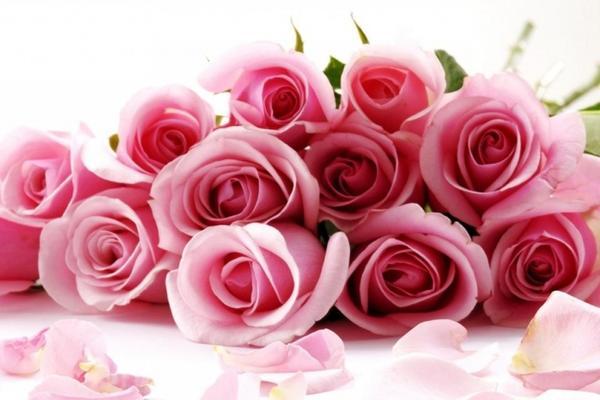 粉色玫瑰的花语及象征意义（探究粉色玫瑰的浪漫和温柔之意）