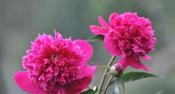 孔雀草花语与寓意（揭示孔雀草之美）