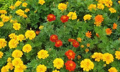 孔雀草花语与寓意（揭示孔雀草之美）