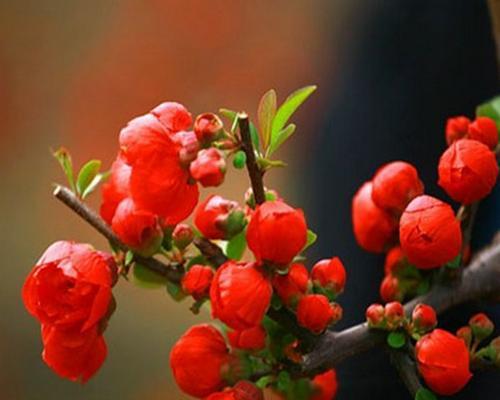 海棠树开花吗？开花时是什么样子的？