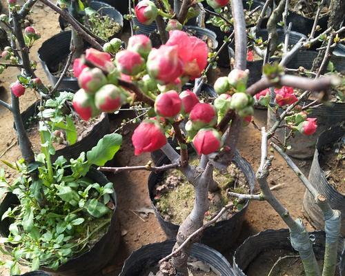 长寿冠海棠花期是什么时候？如何延长花期？