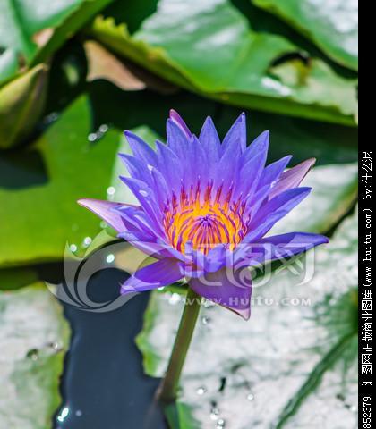 蓝莲花（探寻蓝莲花的意义及其象征的人的特质）