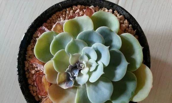 淘米水浇菊花有什么好处？使用方法是什么？