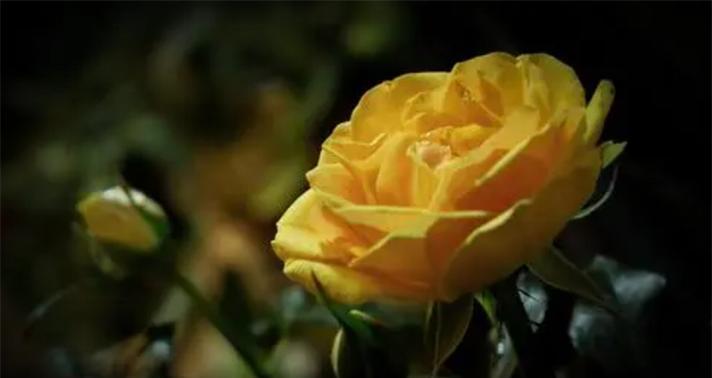 黄玫瑰的花语与寓意-激情与友谊的象征（探索黄玫瑰的花语和寓意）