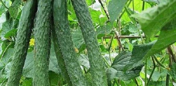 黄瓜浇水频率是多少天一次？如何判断最佳浇水时间？