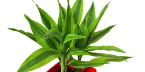 富贵竹开花的风水寓意（揭开富贵竹开花的神秘面纱）