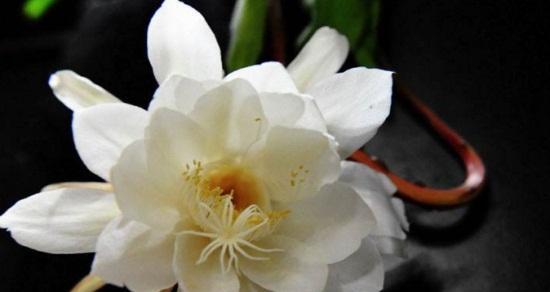 昙花的花语和象征意义（透过昙花的绽放）