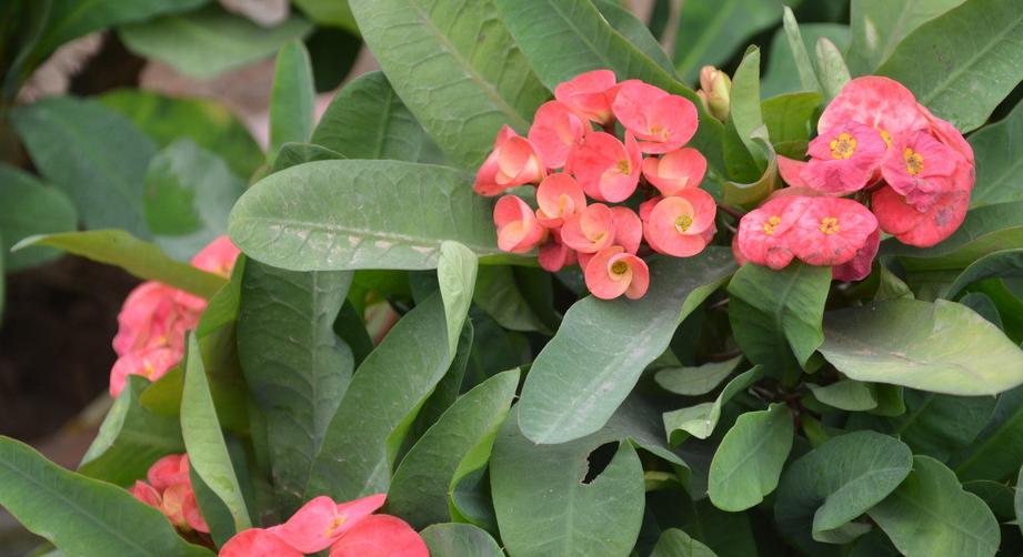 以铁树代表的生肖奇观（探索铁树所象征的十二生肖属性）