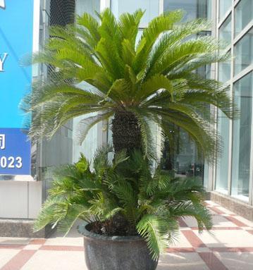 以铁树代表的生肖奇观（探索铁树所象征的十二生肖属性）