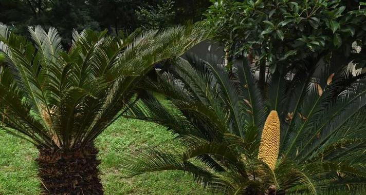 以铁树代表的生肖奇观（探索铁树所象征的十二生肖属性）