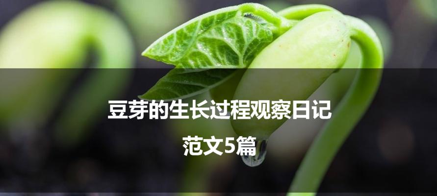 豆芽发芽慢怎么办？种子种植的快速发芽技巧是什么？