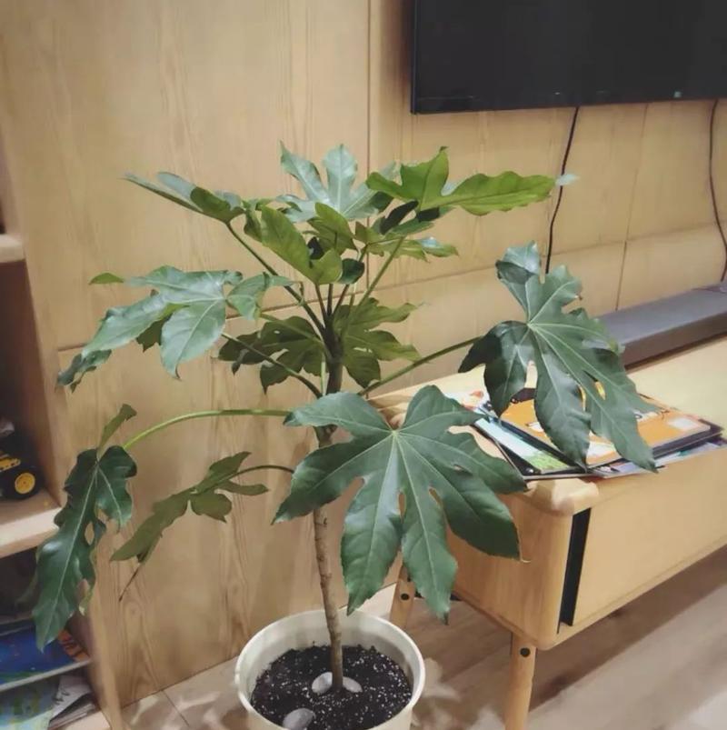 八角金盘修剪技巧有哪些？如何修剪才能更美观？