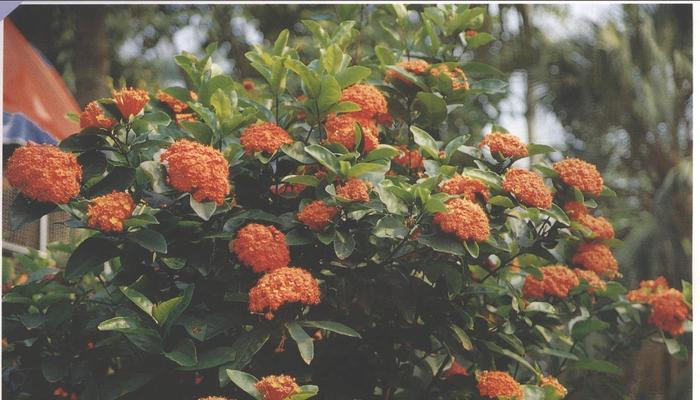 龙船花冬天会开花吗？如何确保冬季开花？