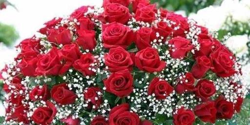 玫瑰花的寓意与象征