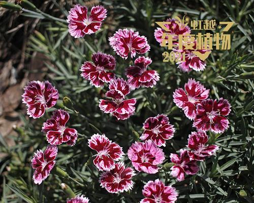 石竹四季开花吗？如何实现全年观赏石竹花？