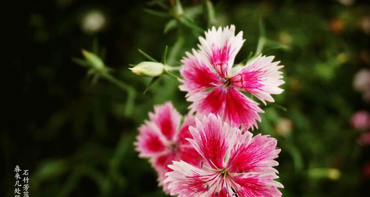 石竹四季开花吗？如何实现全年观赏石竹花？