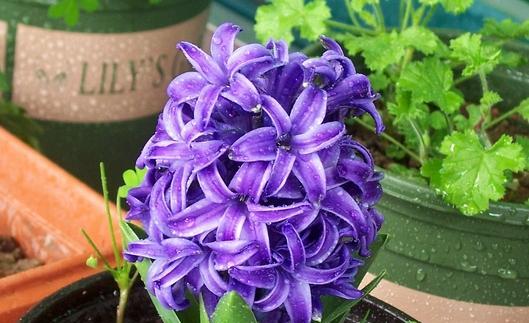 风信子花语与寓意（探索不同色彩风信子的花语与寓意）