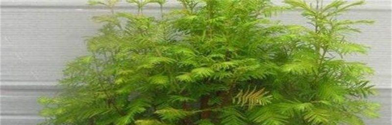 水杉好养吗？养殖方法和养护要点是什么？