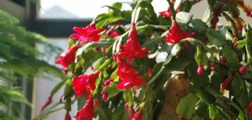 蟹爪兰花的花语象征与寓意代表什么（探寻蟹爪兰花语背后的深意）