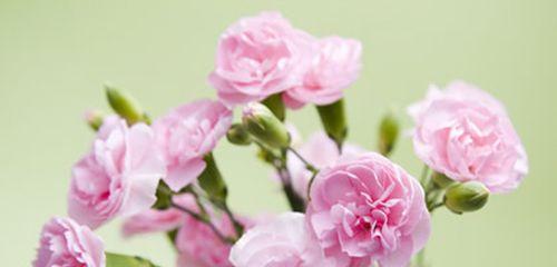 用粉康乃馨的花语传递爱与温馨（以花语表达情感）