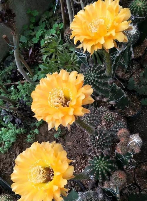 仙人球花开的寓意和象征（探究仙人球花的美丽与内涵）