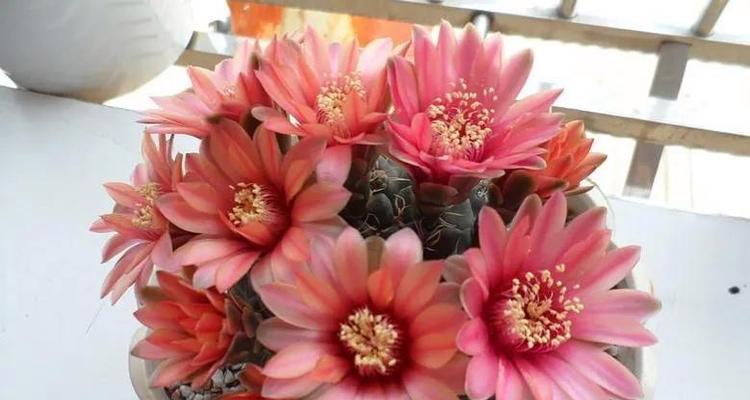 仙人球花开的寓意和象征（探究仙人球花的美丽与内涵）